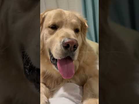 #newmusic #newartist #singer #dog #goldenretriever #goldenretreivers #doglover #puppy #cover #rnb