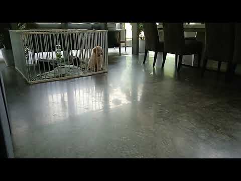 Burmese Cat vs Golden Retriever