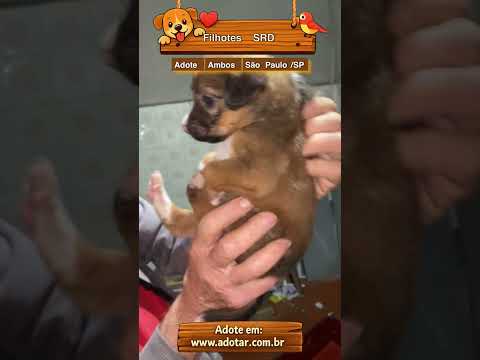 Vídeo de Filhotes SRD