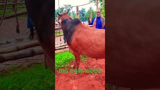 Download lagu AMAZING COW VIDEO #shorts #short #youtube #youtubeshorts #shortvideo #viral #tiktok #foryou#ringtone mp3