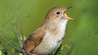 Download lagu SUARA MASTERAN EDAN SIKATAN LONDO UNTUK BURUNG JUARA TAJAM RAPAT JERNIH | Common Nightingale mp3 Download lagu SUARA MASTERAN EDAN SIKATAN LONDO UNTUK BURUNG JUARA TAJAM RAPAT JERNIH | Common Nightingale mp3
