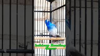 Download lagu Masteran sadis pedas kehicap Ranting gacor mp3 Download lagu Masteran sadis pedas kehicap Ranting gacor mp3