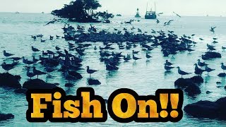 Fish on!! Let me see you Jump! - 2018