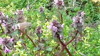 preview picture of video 'Magyar kolibri - kacsafarkú szender (Macroglossum stellatarum)'