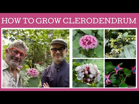 , title : 'How to grow non tropical Clerodendrums: Stephen has three cold tolerant types so lets take a look.'