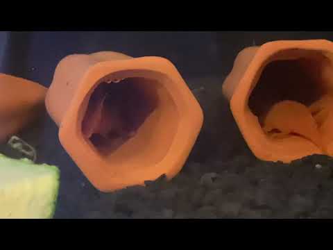 レモンブルーアイドプレコのコロニーを丸ごと購入しました！