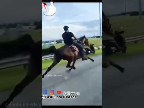 विदेशी घोड़े की तूफानी सिंधी चाल 🏇 #horseriding #horselover #sindhihorse #animal #horse #horseshorts