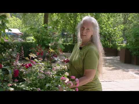 Roser i haven: Plantning og pasning