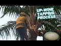 Up Palm Wine Tapping Process What Makes Up Wine Different From Others