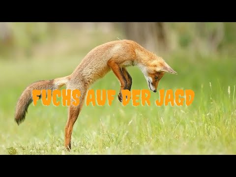 Wie Füchse Mäuse jagen(Aufnahmen von einem Fuchs auf der Jagd) NaturHautnah Folge 1