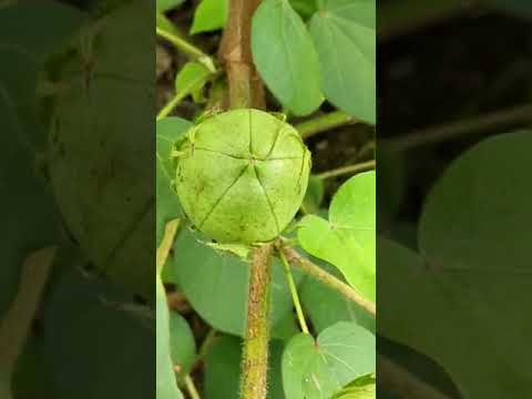 Daivic Capsule | Available on IndiaMART