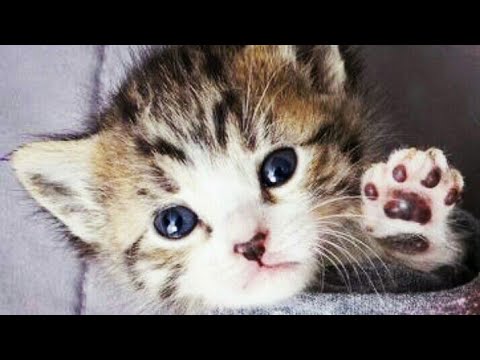 A real man will not beat up innocent animals.plz like and share if you care innocent animal....