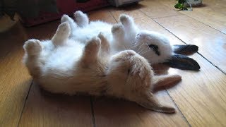 Funny Baby Bunny Rabbit Videos #2 - Cute Rabbits C