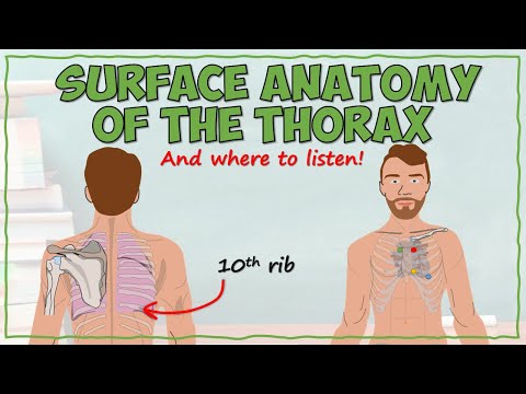Surface Anatomy of the Thorax