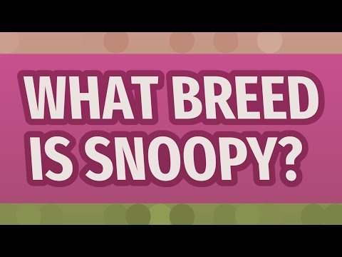 What breed is Snoopy?