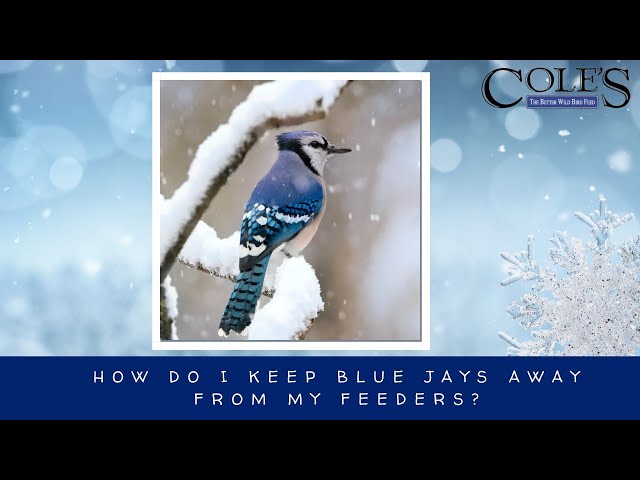 How do I keep Blue Jays off my bird feeder?