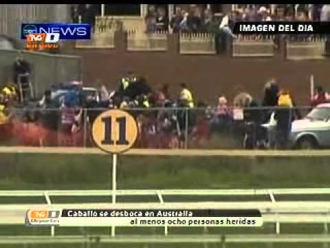 TVC Deportes Al Día - Caballo se desboca en hipódromo (06-05-2011)