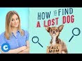 How to Find a Lost Dog | Chewy