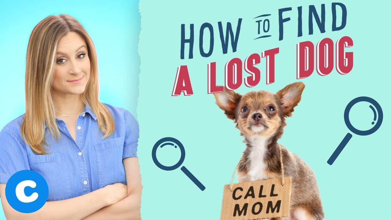 How to Find a Lost Dog | Chewy
