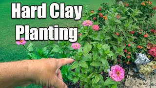 Planting Flowers Seeds and Plants in Hard Clay Soils