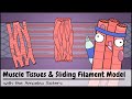 Muscle Tissues and Sliding Filament Model