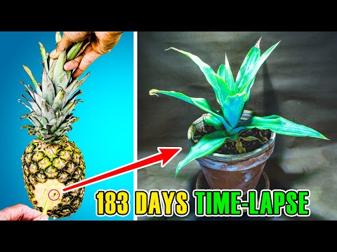 Pineapple Growing Time Lapse Part 1 - Seed to Crown (183 Days)