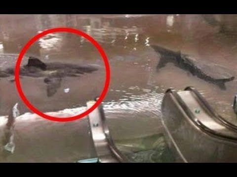 image-Why do animals end up in unusual places?