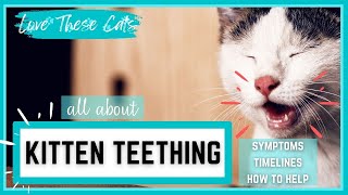 Kitten Teething Symptoms Timelines How to Help and