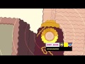 CN Dimensional LONG NEXT MORE Steven Universe Defending The Earth And Also TV