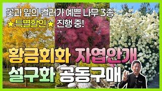 꽃과 잎의 컬러가 예쁜 나무???? 3종 특별할인 진행중! 황금회화 자엽안개 설구화