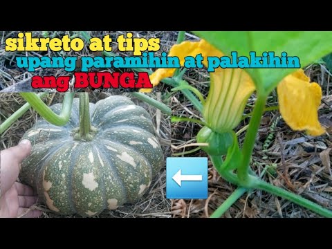 paano mag pruning ng kalabasa upang dumami at lumaki ang bunga