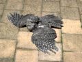 Tawny frogmouth lying on the ground, then flying ...