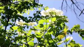 Kai Engel - Seeker Music Video