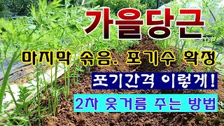 [텃밭농부 2,073]  가을당근 마지막 솎음. 포기간격은 이렇게! 2차 웃거름 주는 방법 #당근재배