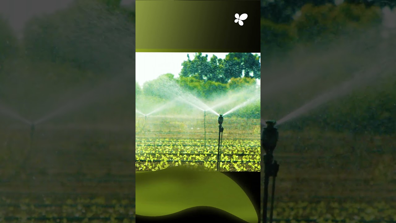 Recycled Treated Water For Irrigation in Porreres
