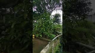 Download lagu wilujeng sonten wargi sadaya...#shorts #suasanapedesaan #jawabarat mp3 Download lagu wilujeng sonten wargi sadaya...#shorts #suasanapedesaan #jawabarat mp3