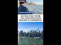 Eating fish from the Hudson River making comeback