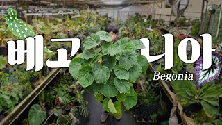 사장님 여기 베고니아 곱빼기 하나 주세요