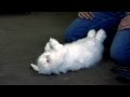 How to hypnotise a rabbit