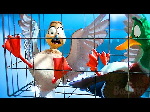 Dancing Ducks Escape from Jail | Migration | CLIP