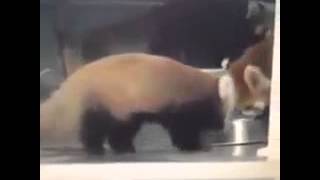 Das kleine tier tut mir leid