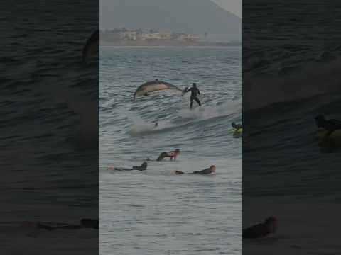 Dolphins share waves with surfers at Rincon!