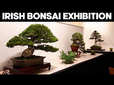 Irish National Bonsai Exhibition 2026