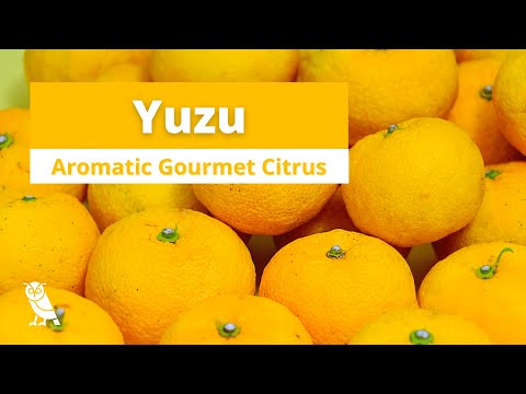 What is Yuzu? (柚子) | Fruits You Probably Never Heard Of | Ep. 25