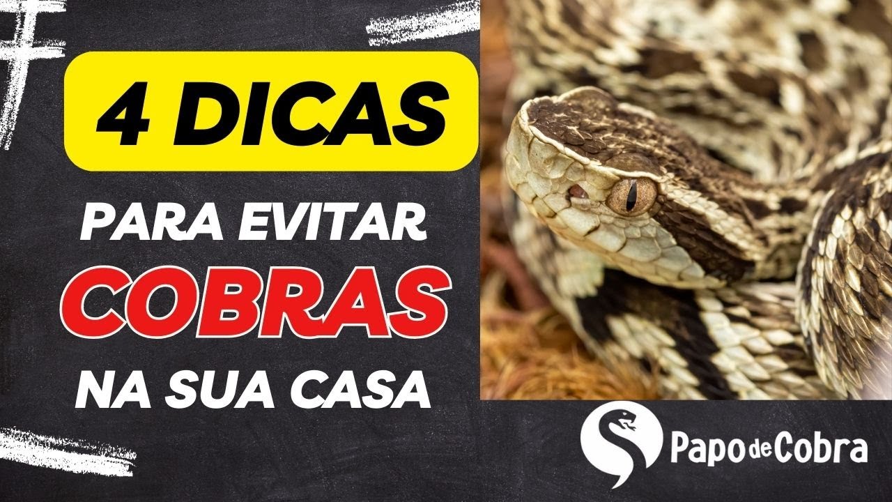 Watch Now 4 Coisas que atraem cobras para sua casa e você não sabia | Papo de Cobra | 4 Coisas que atraem cobras para sua casa e você não sabia | Papo de Cobra |