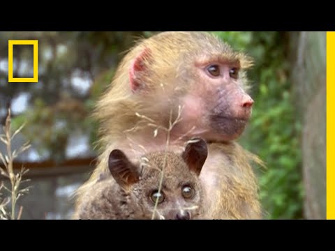 パピオ・アヌビス