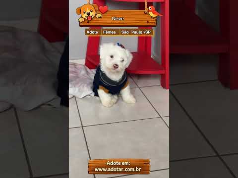 Vídeo de Neve