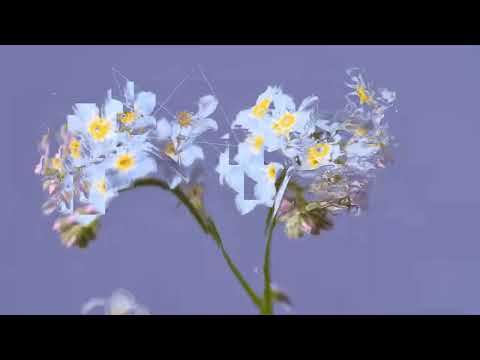 Irlbabee - Падіння (Visualizer by Seexteens)