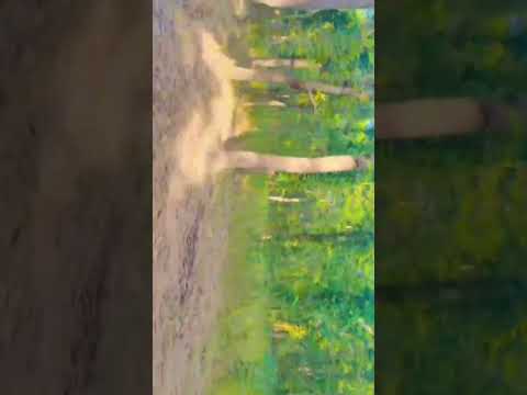 no sound view #youtubeshorts #forest #mountains #trending #viral #youtube #shorts