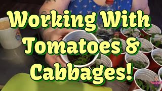 Working With My Tomatoes & Cabbages